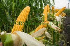 kukoricázik a tengeri